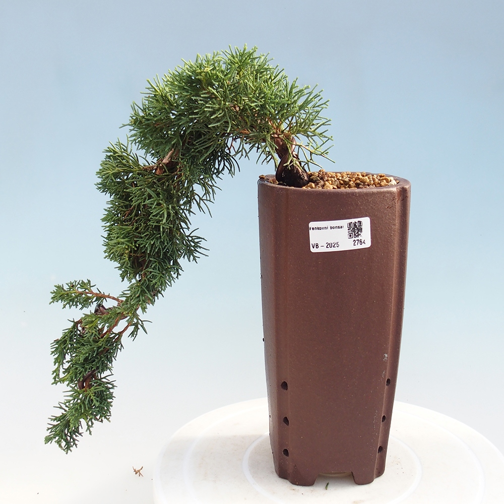 Bonsai voor buiten - Juniperus chinensis Kishu