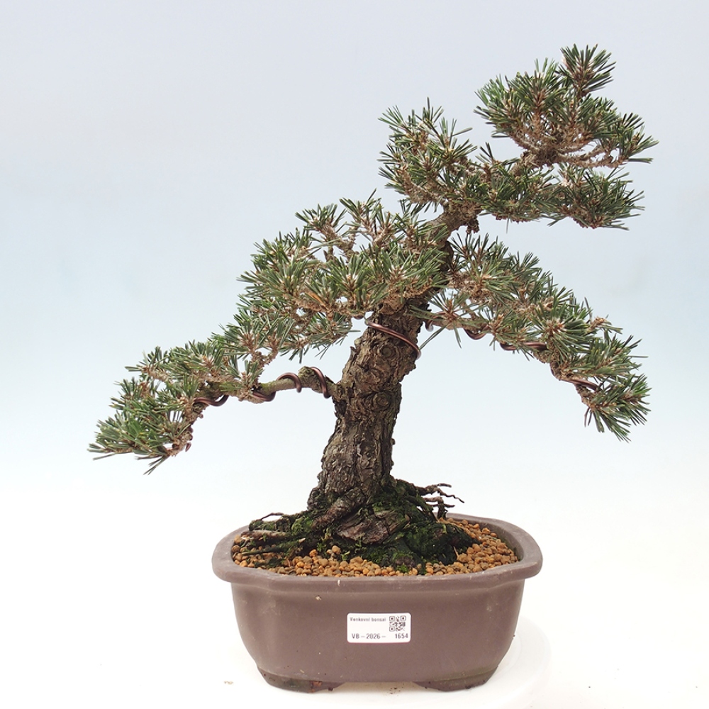 Bonsai voor buiten - Pinus thunbergii Kotobuki - Thunberg den
