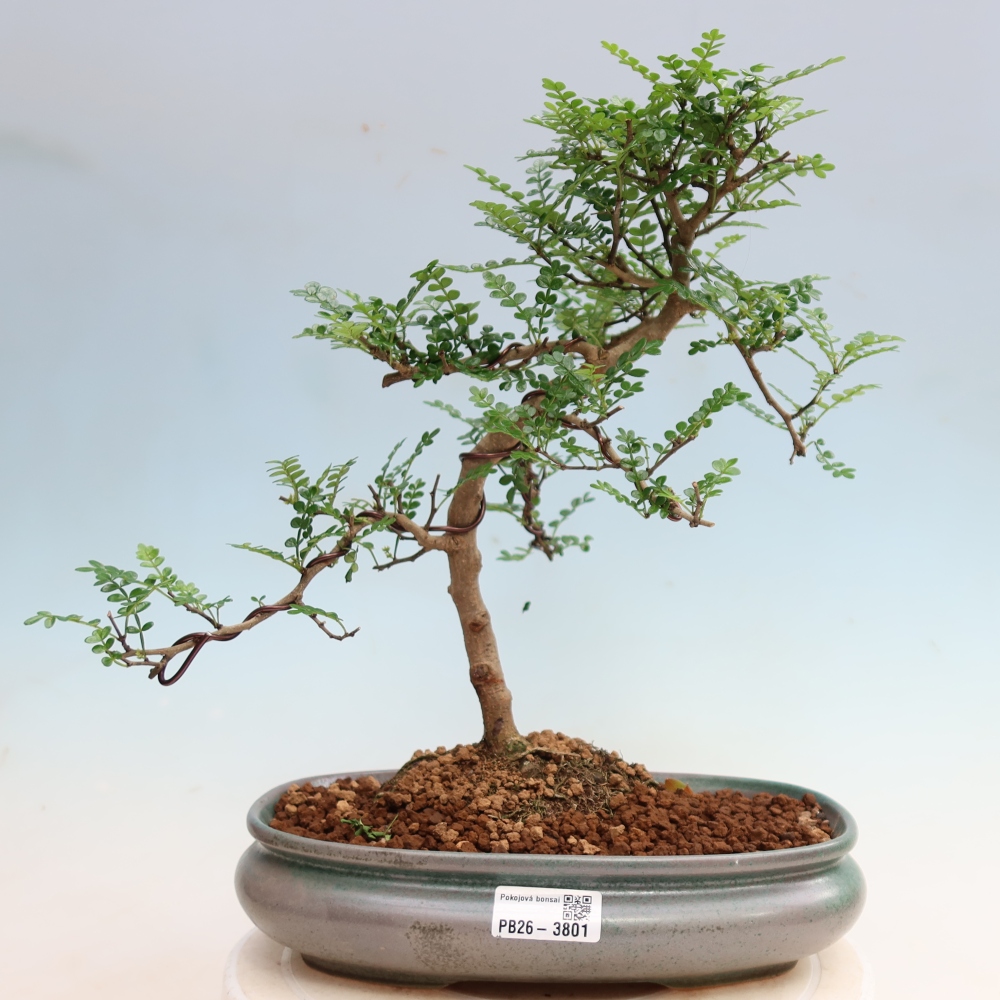 Kamerbonsai - Zantoxylum piperitum - peperboom