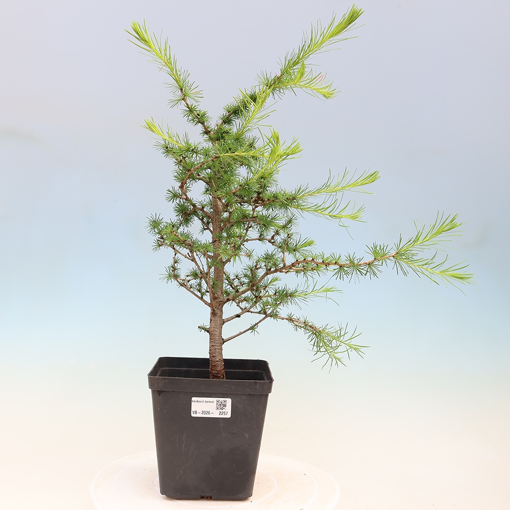 Bonsai voor buiten -Larix decidua - Lariks