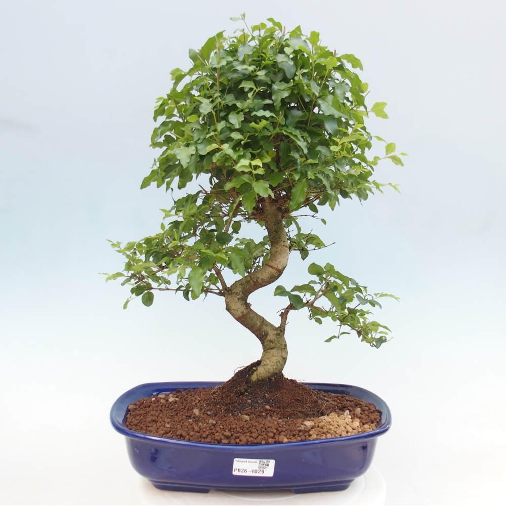 Kamerbonsai -Ligustrum chinensis - Vogelsnavel