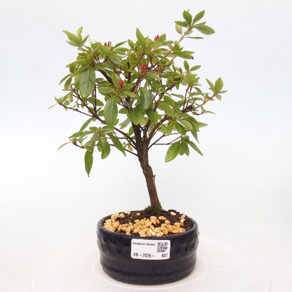 Bonsai voor buiten - Japanse azalea - Azalea sp.