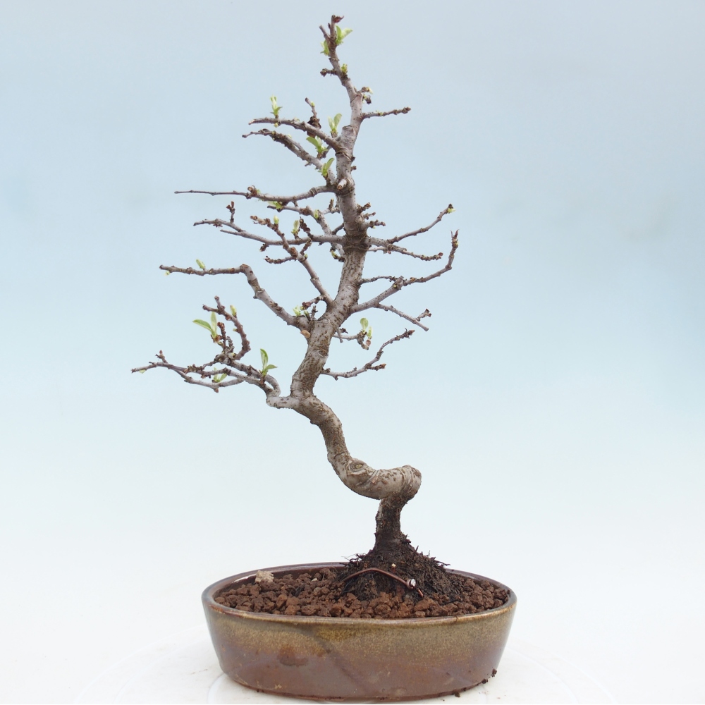 Bonsai voor buiten - Chaneomeles chinensis