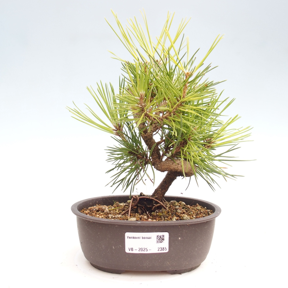 Bonsai voor buiten - Pinus thunbergii - Thunberg den