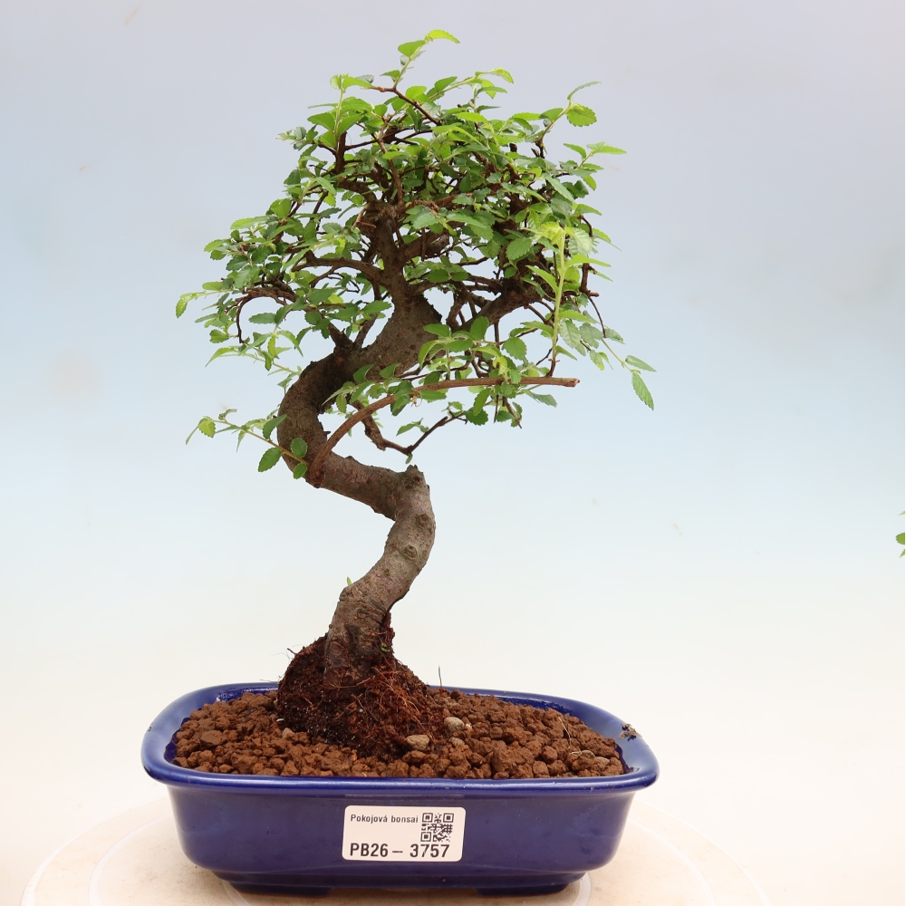 Kamerbonsai - Ulmus parvifolia - Winteriep