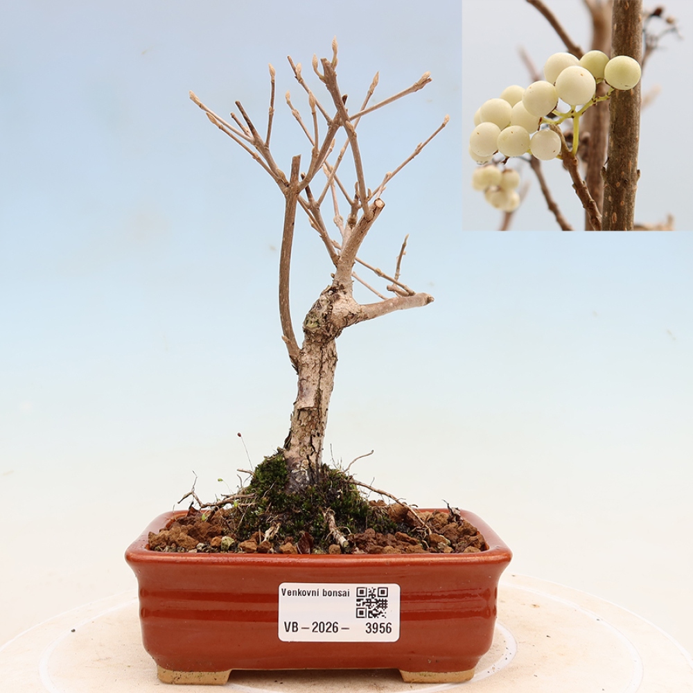 Bonsai voor buiten -  Callicarpa bodinieri Snowqueen - Sneeuwbessenboom