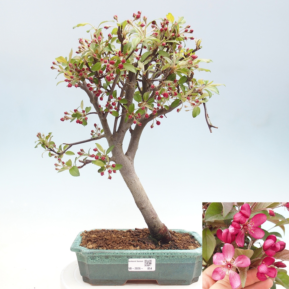 Bonsai voor buiten -Malus domestica - Roodbladige appelboom met kleine vruchten