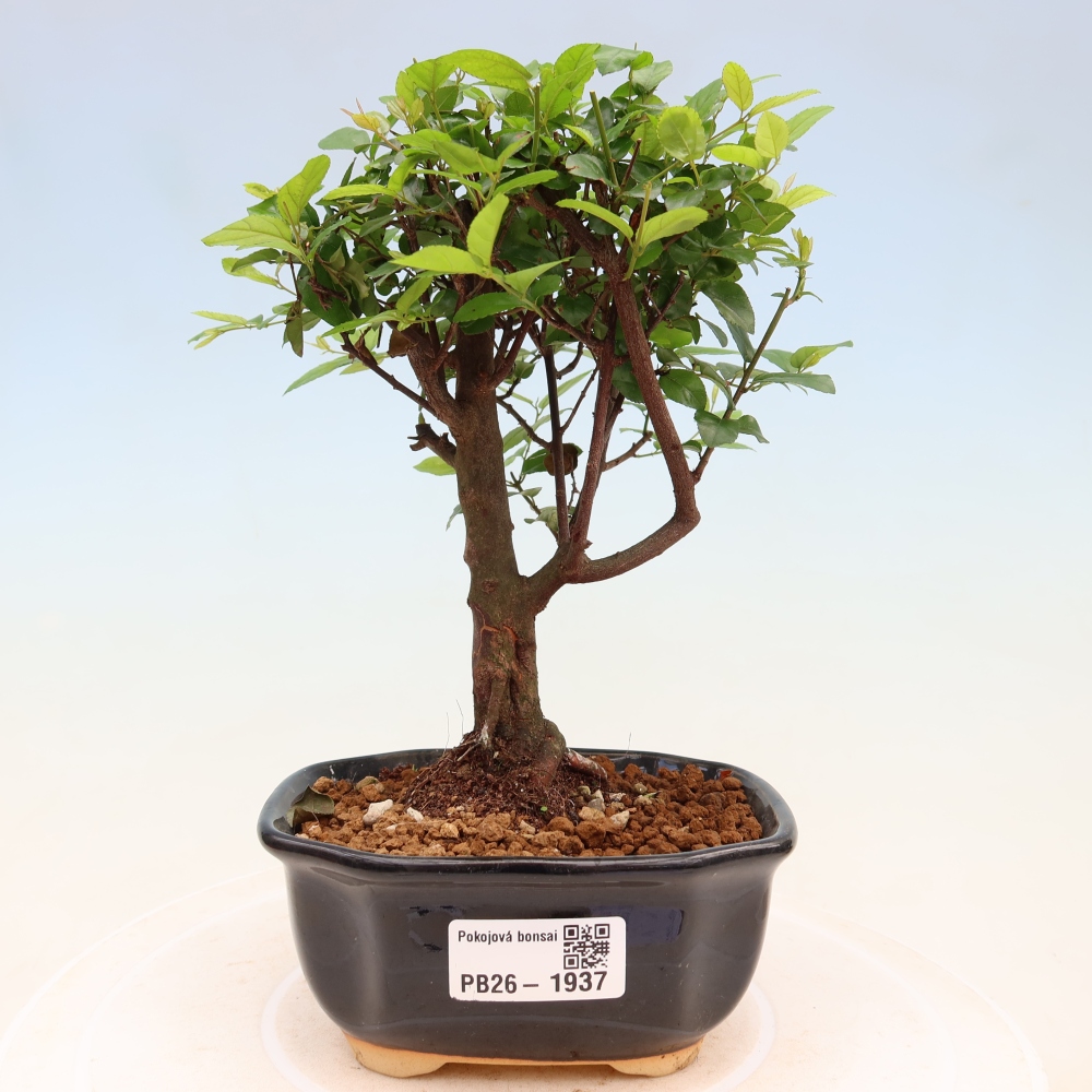 Kamerbonsai - Sageretia thea - Sageretia thea