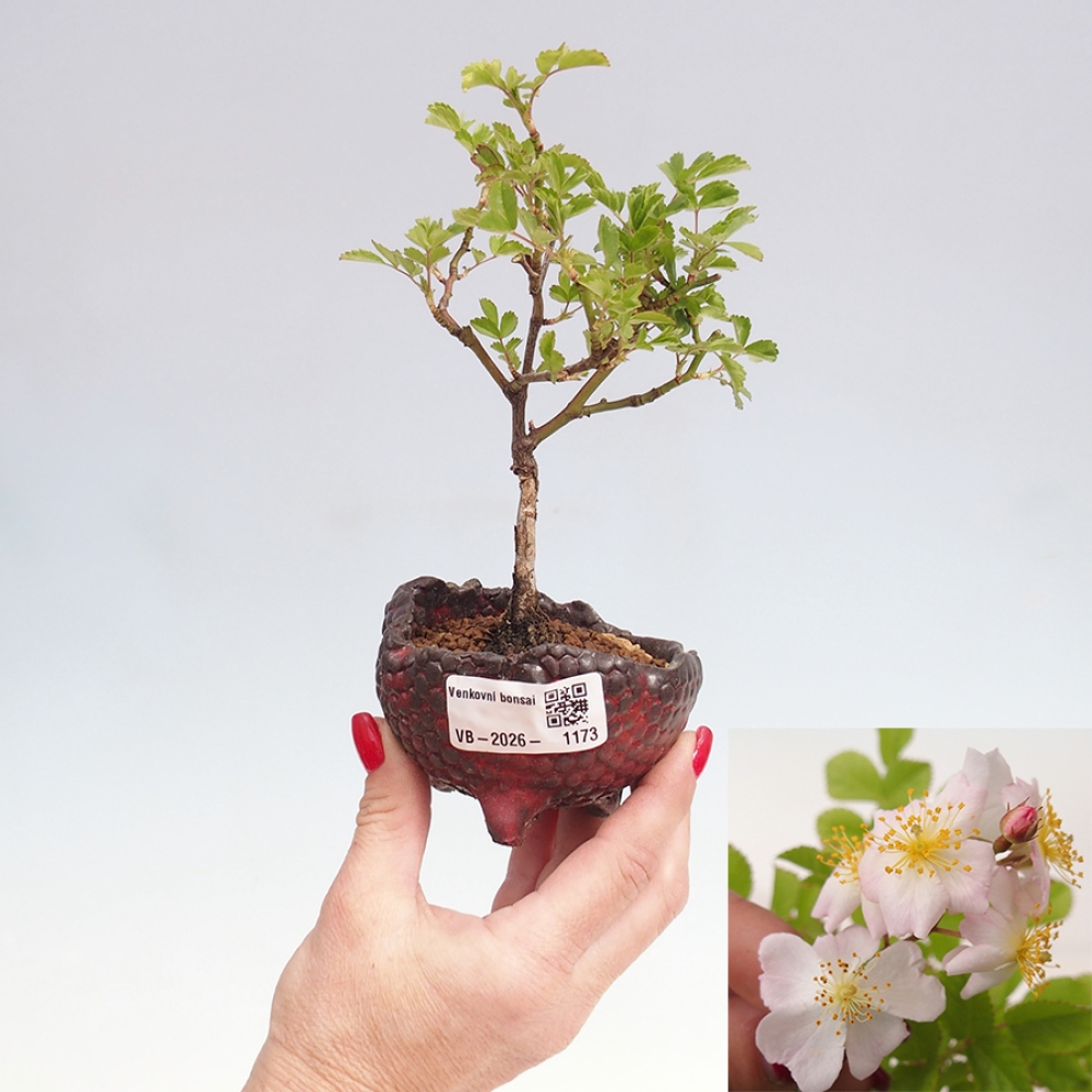 Bonsai voor buiten - Rosa sp. - kleinbloemige roos