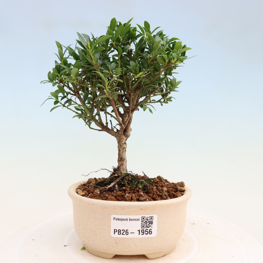 Kamerbonsai - Ilex crenata - Hulst