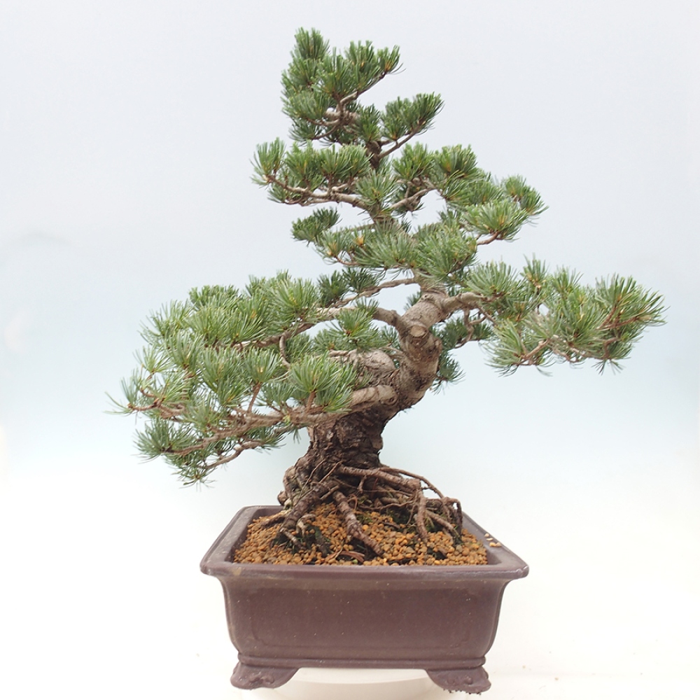 Bonsai voor buiten - Pinus parviflora - Pinus parviflora