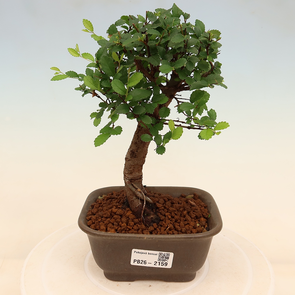 Kamerbonsai - Ulmus parvifolia - Winteriep