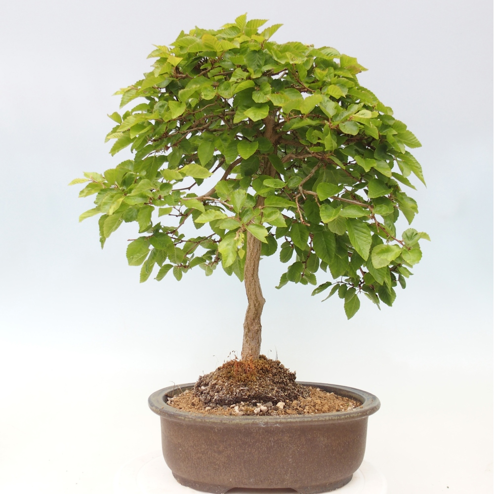 Bonsai voor buiten -Carpinus CARPINOIDES - Koreaanse haagbeuk