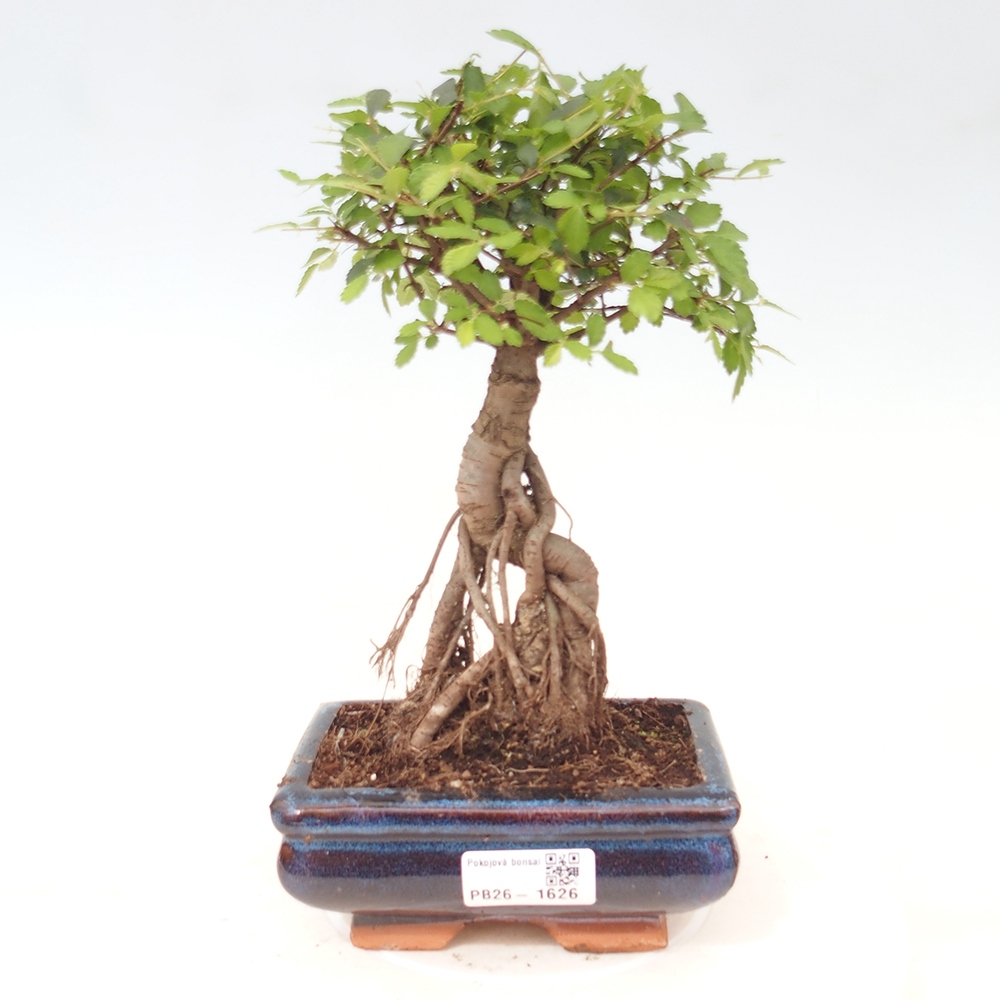 Kamerbonsai - Ulmus parvifolia - Winteriep