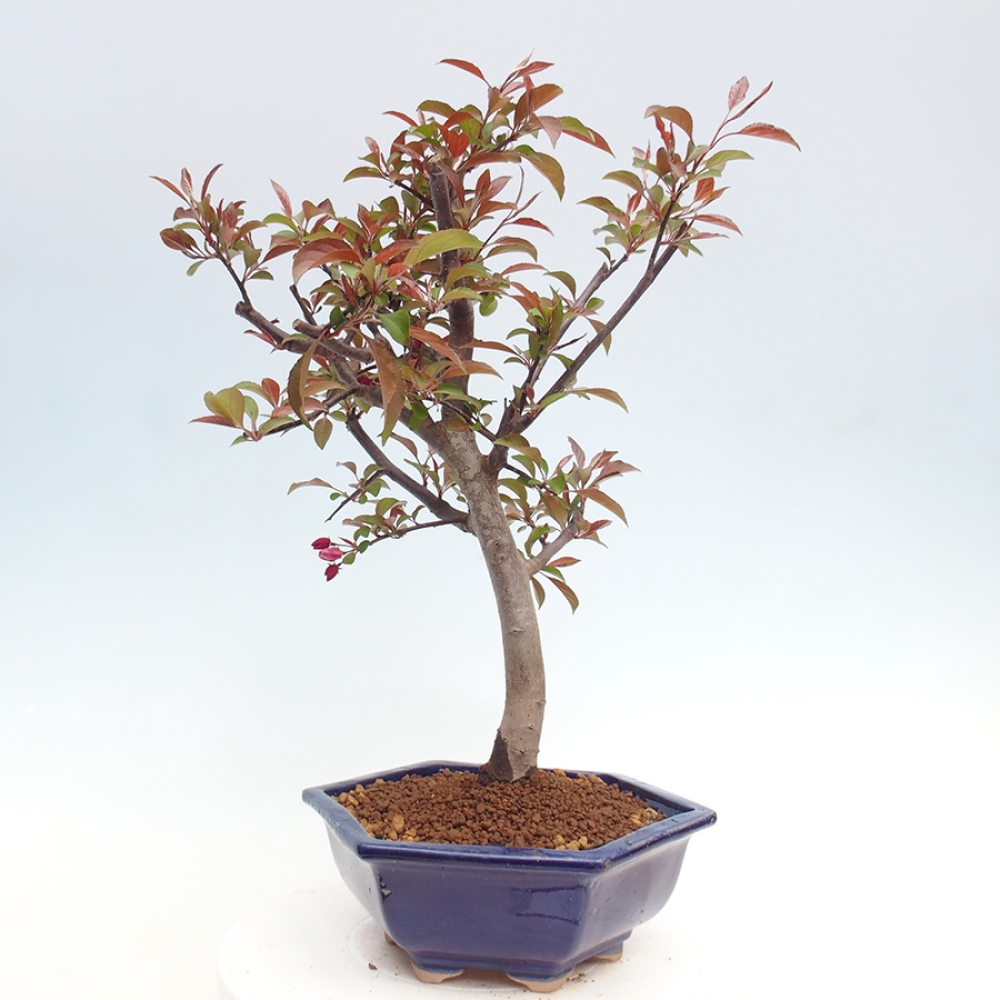 Bonsai voor buiten -Malus domestica - Roodbladige appelboom met kleine vruchten