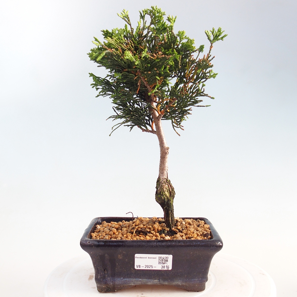 Bonsai voor buiten - Cham.pis obtusa Nana Gracilis - Cipres