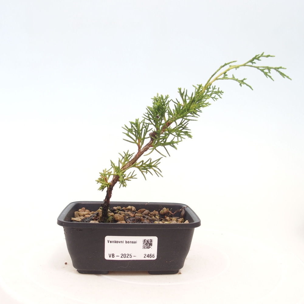 Bonsai voor buiten - Juniperus chinensis Itoigawa