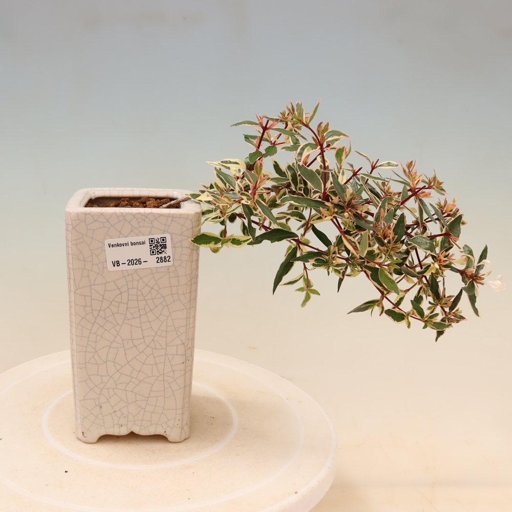Buitenbonsai - Abelia gr. Confetti - Grootbloemige abelia
