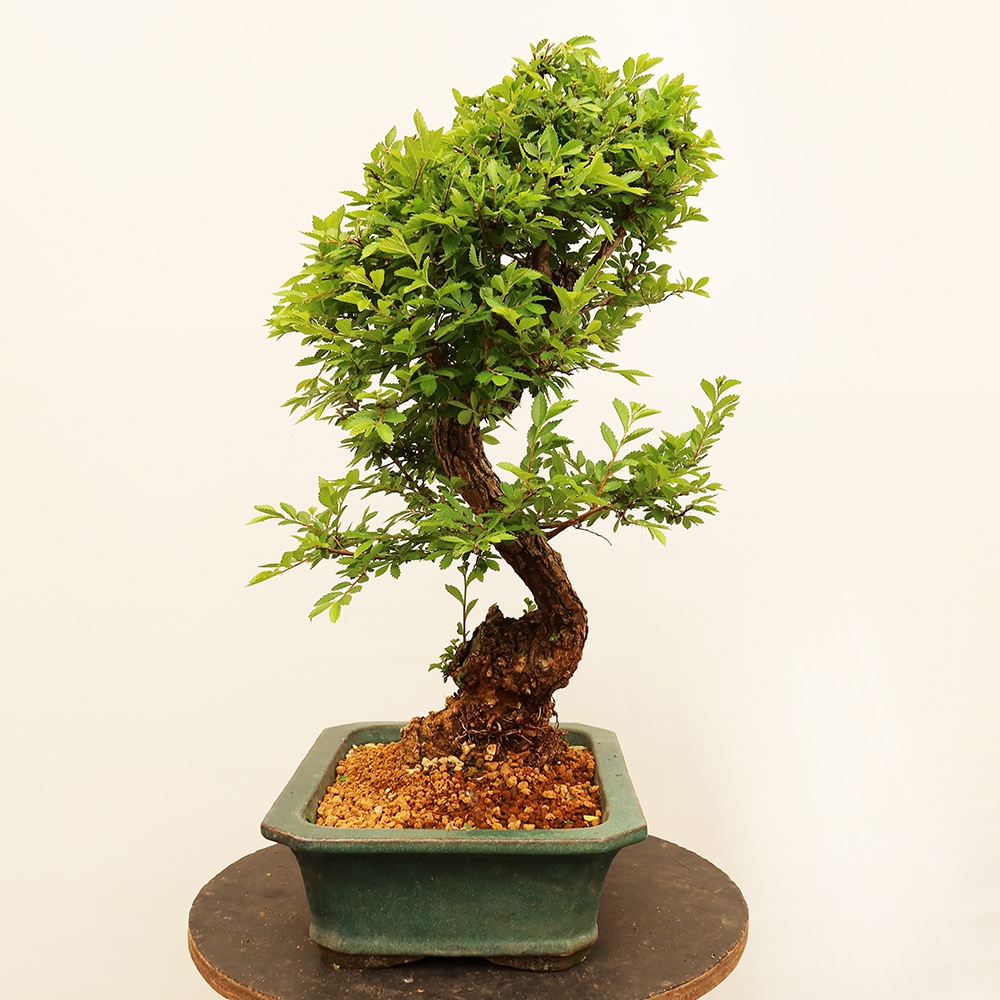 Bonsai voor buiten - Zelkova - Zelkova NIRE
