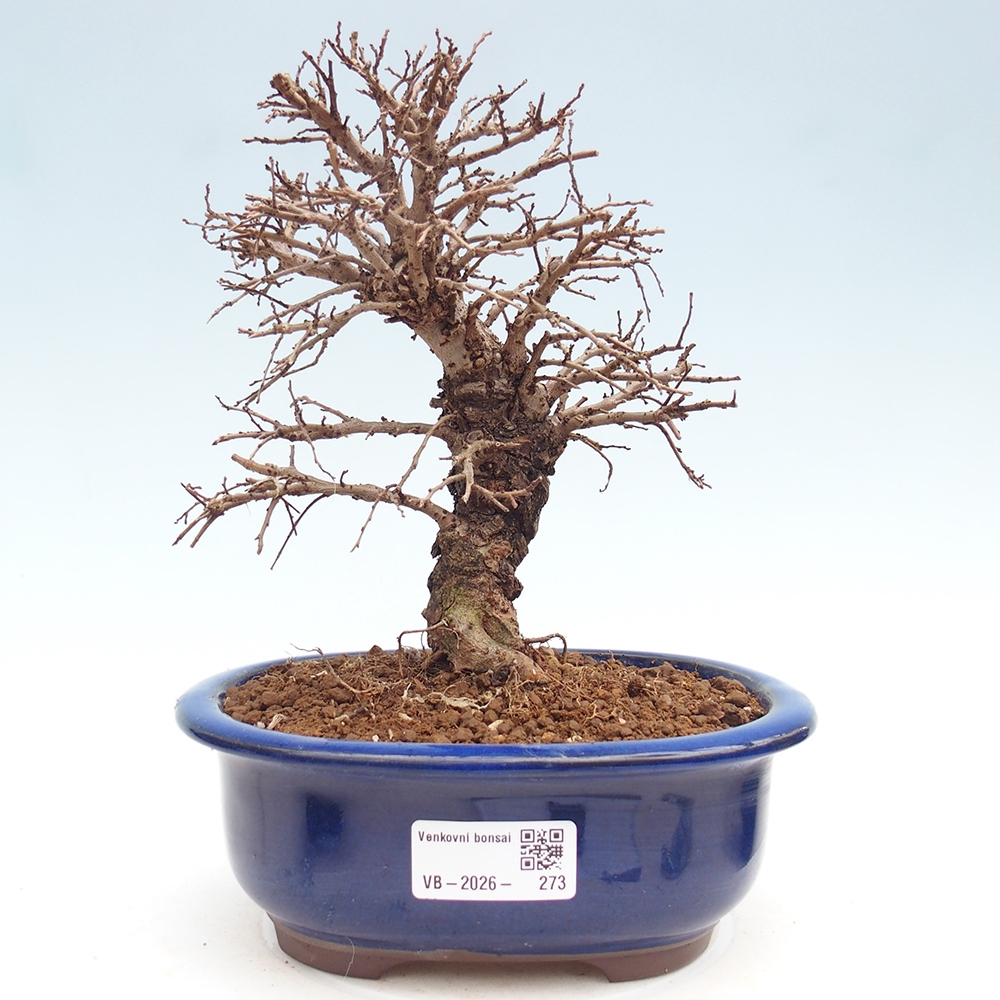 Bonsai voor buiten - Zelkova - Zelkova NIRE