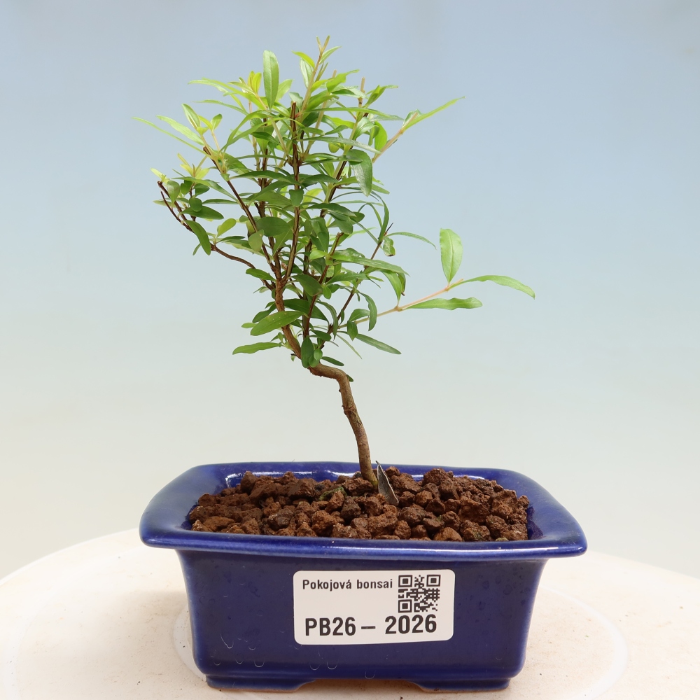 Kamerbonsai-PUNICA granatum nana-Granaatappel