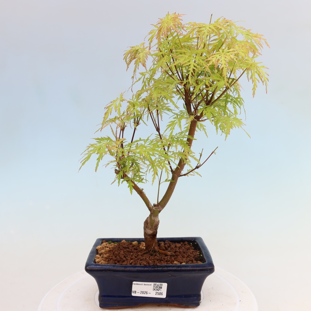 Bonsai voor buiten - Acer palmatum Dissectum