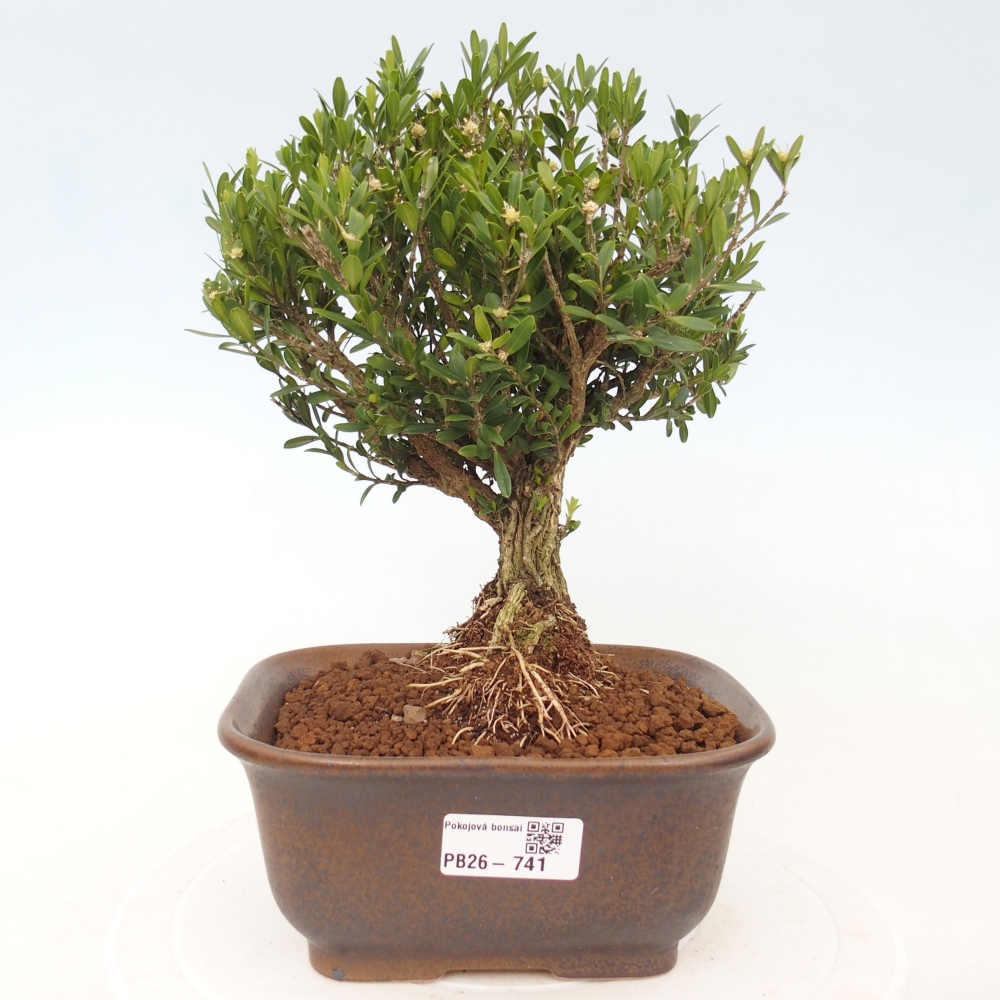Kamerbonsai - Buxus harlandii - kurk buxus