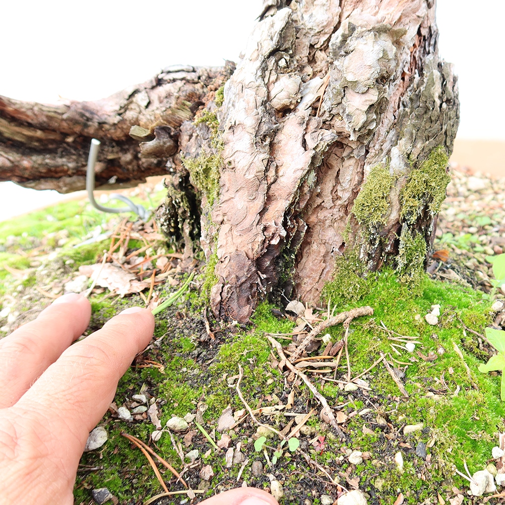 Pinus sylvestris Spanje - grove den