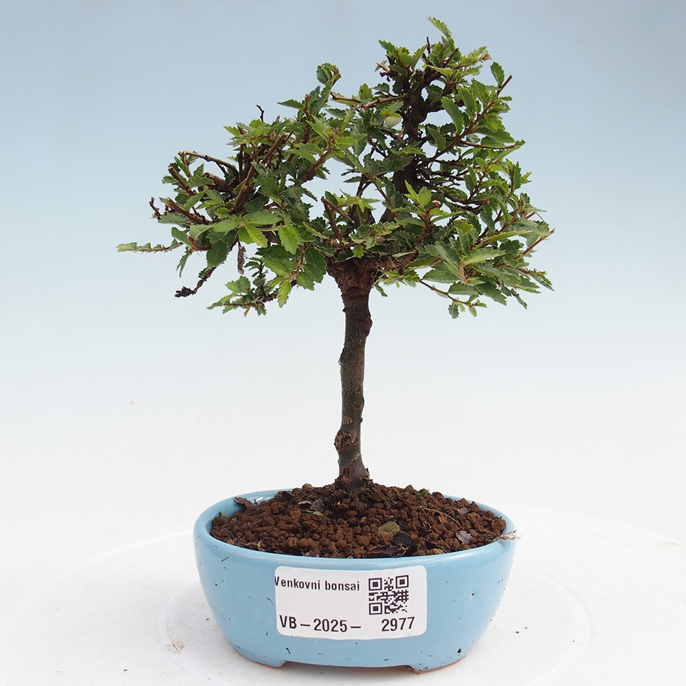 Bonsai voor buiten - Ulmus parvifolia Sagei - Kleinbladige iep