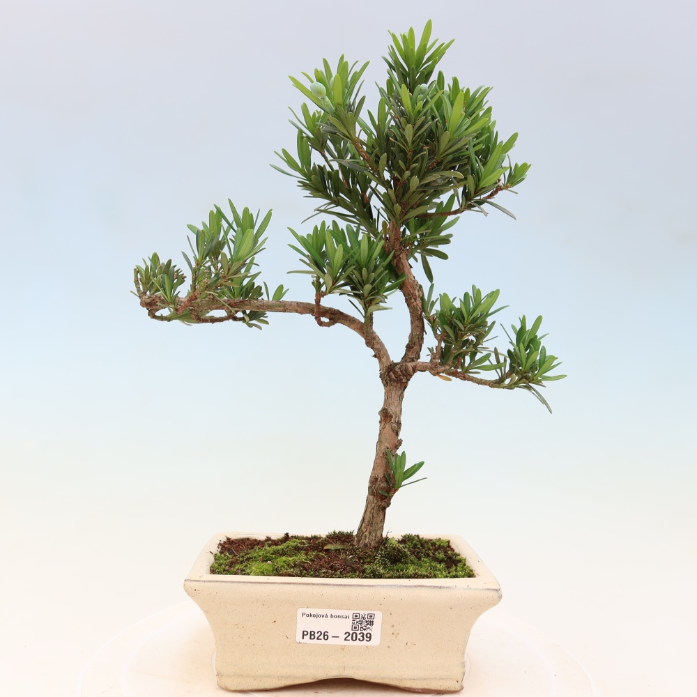 Kamerbonsai - Podocarpus - Taxus
