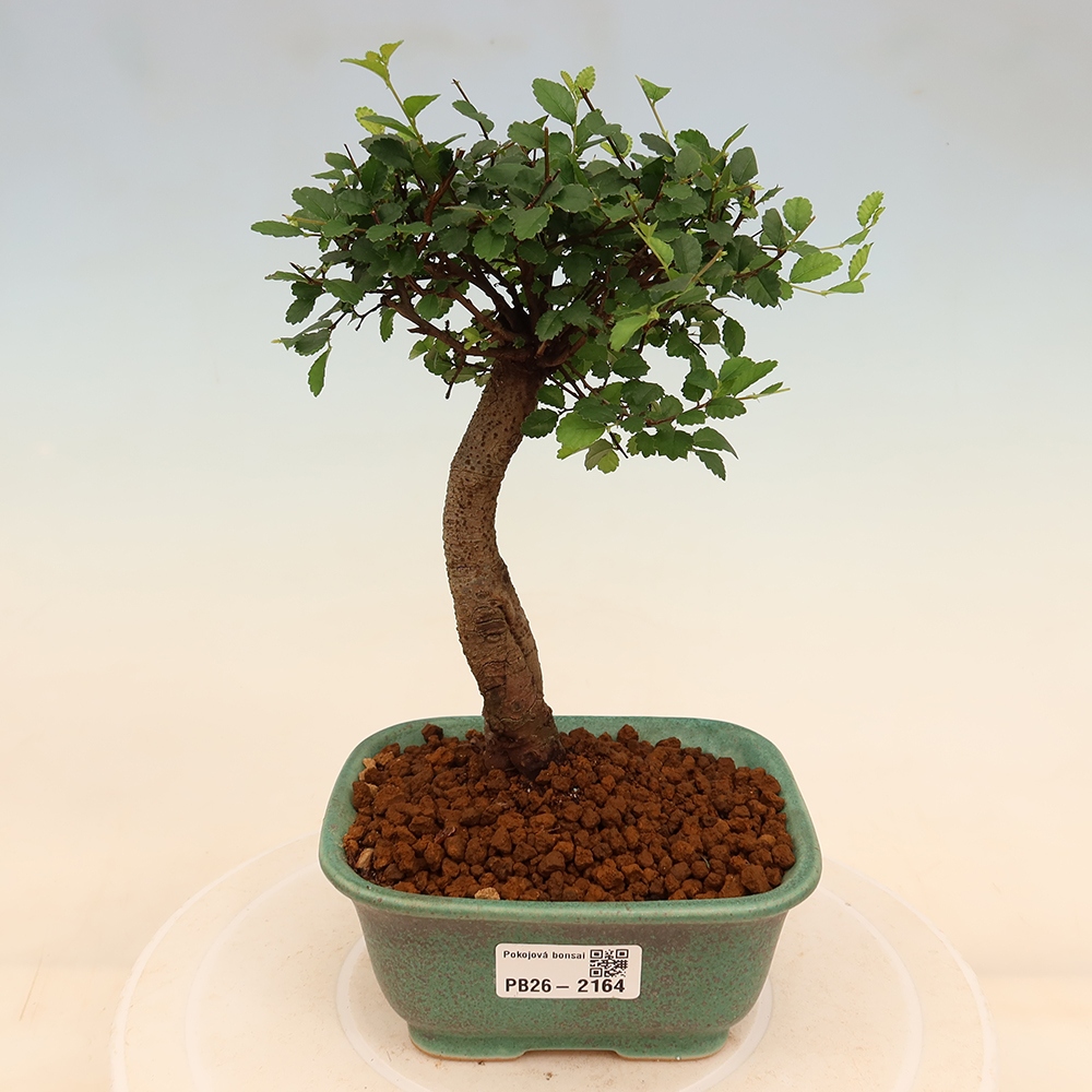 Kamerbonsai - Ulmus parvifolia - Winteriep
