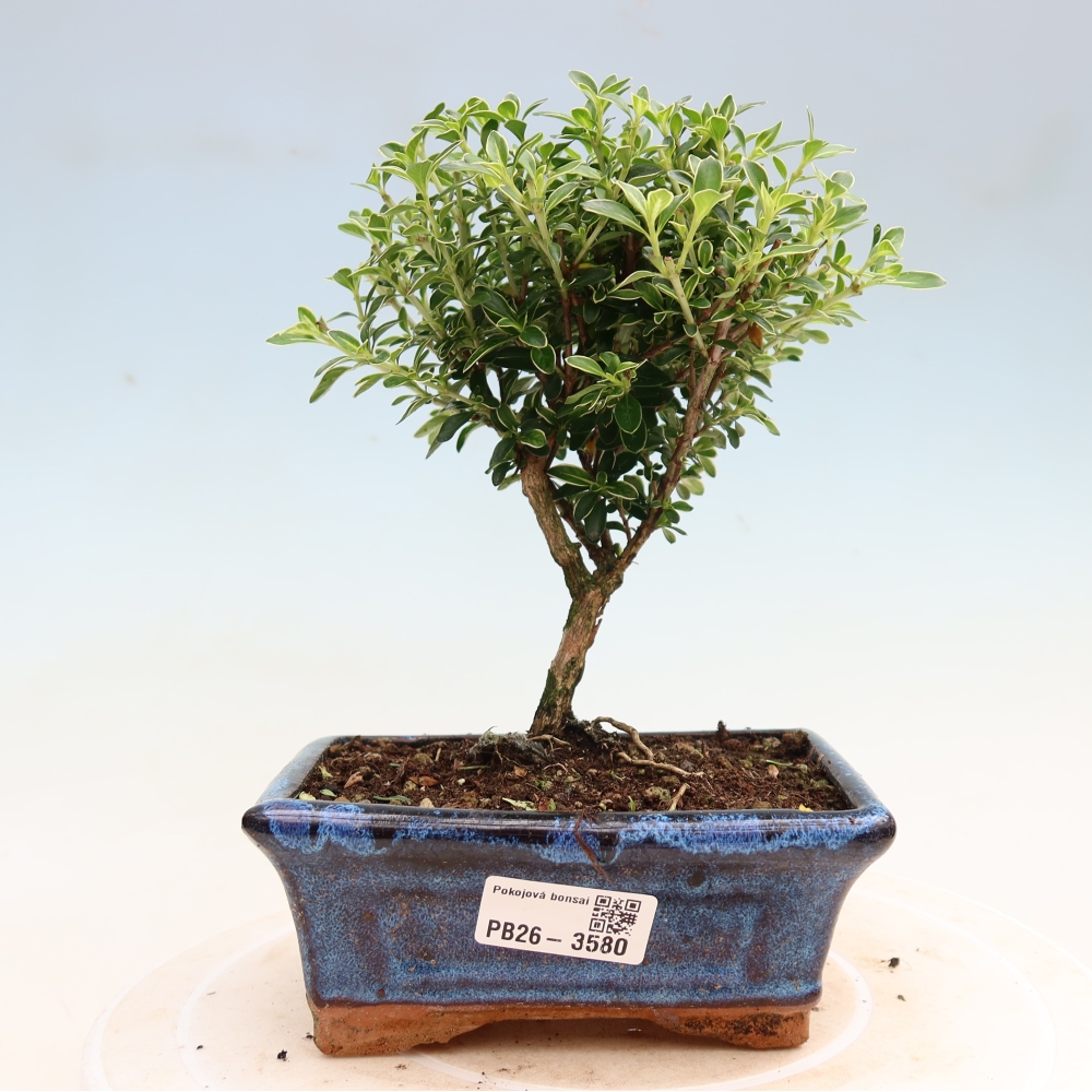 Kamerbonsai - Serissa foetida Variegata - Boom van duizend sterren