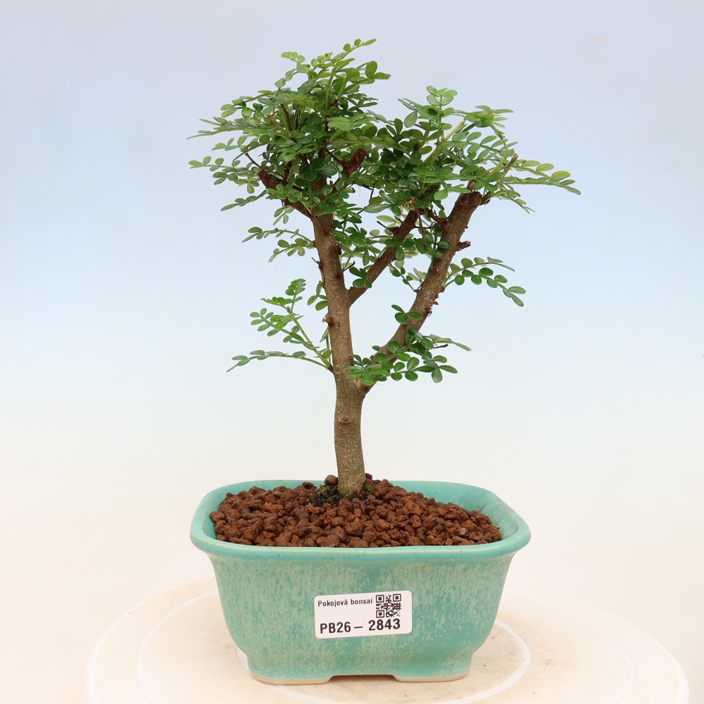 Kamerbonsai - Zantoxylum piperitum - peperboom