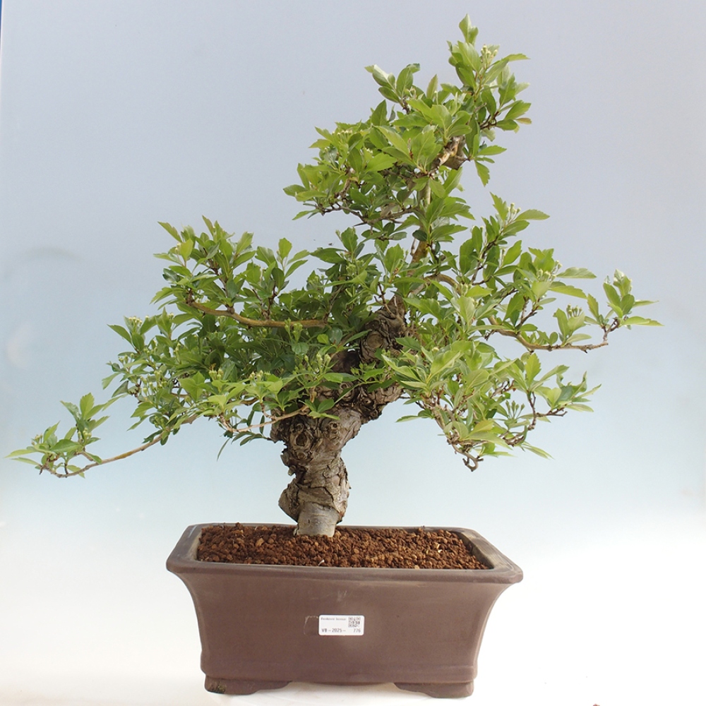 Bonsai voor buiten - Meidoorn - Crataegus cuneata
