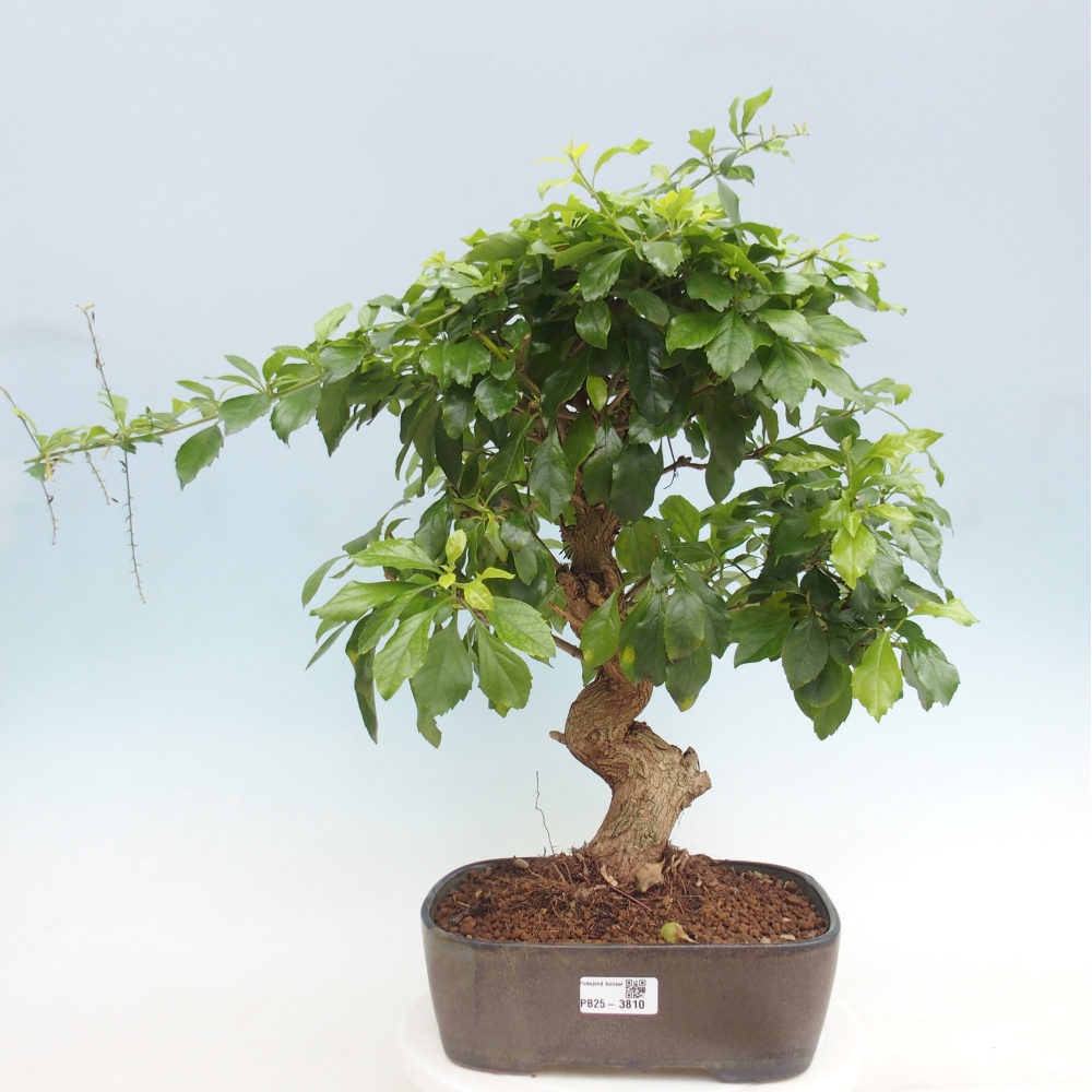 Kamerbonsai - Duranta repens -Duranta