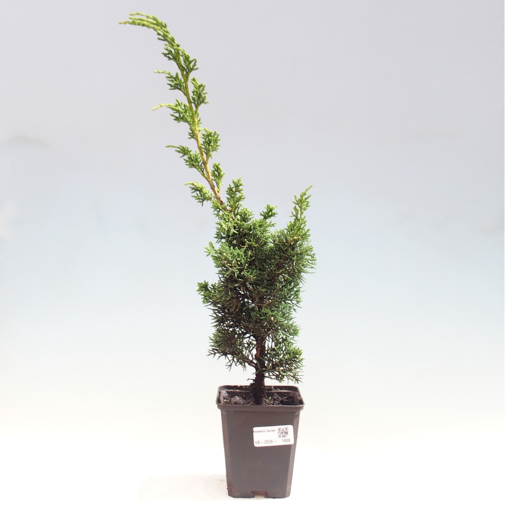 Bonsai voor buiten - Juniperus chinensis Kishu