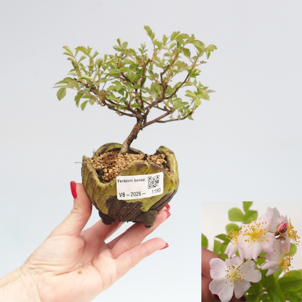 Bonsai voor buiten - Rosa sp. - kleinbloemige roos