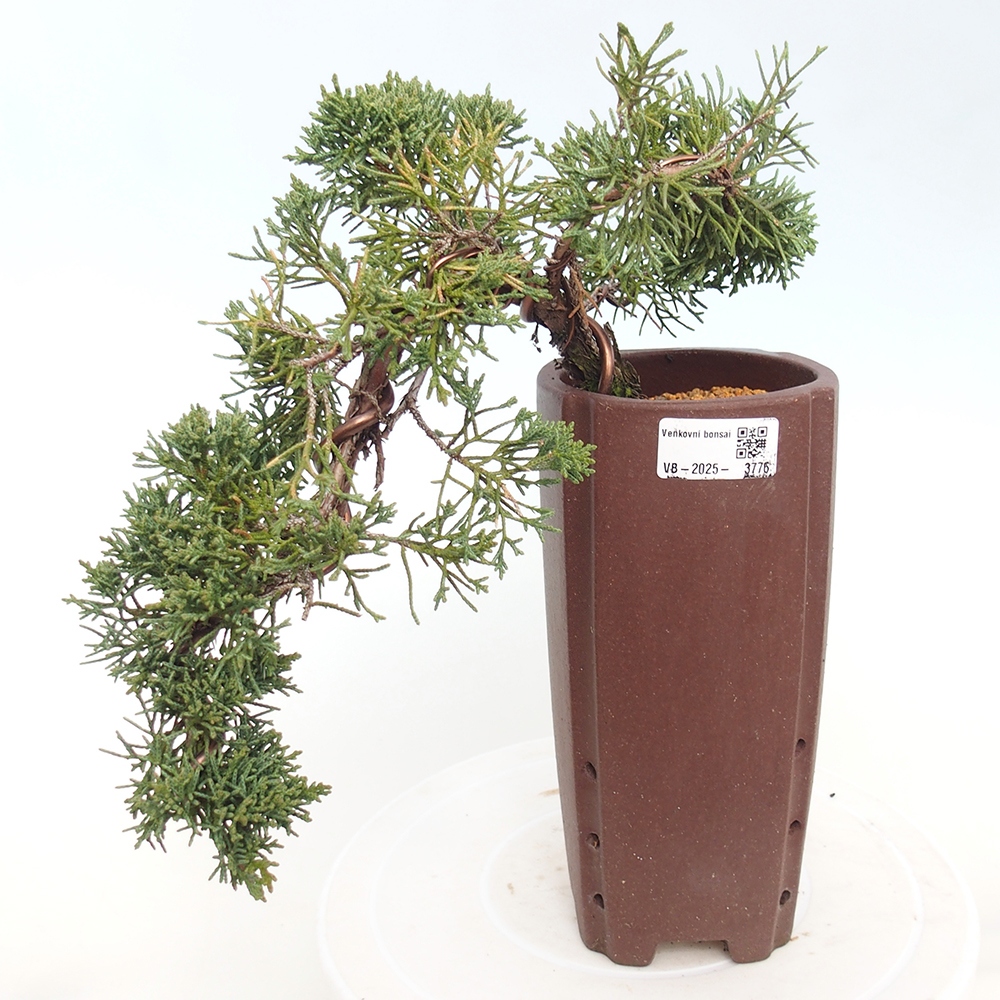 Bonsai voor buiten - Juniperus chinensis Kishu
