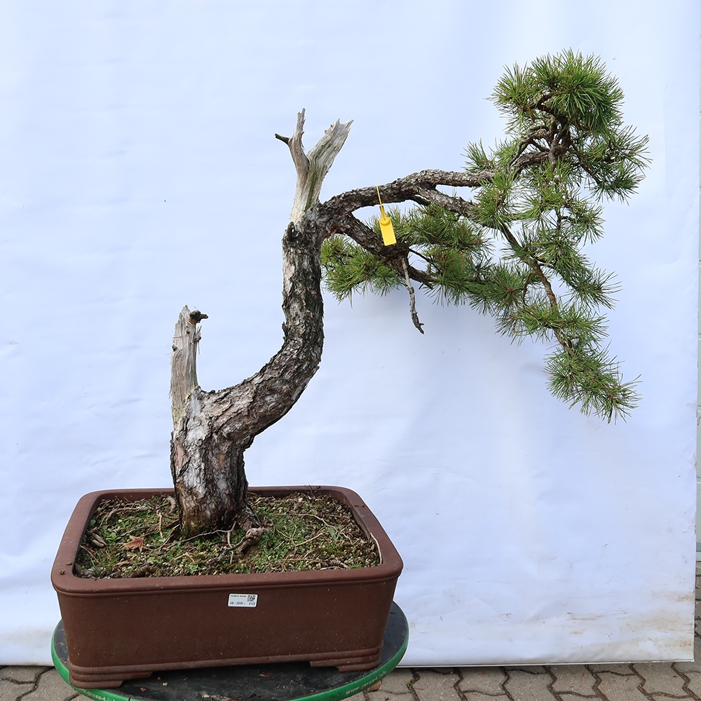 Pinus sylvestris Spanje - grove den