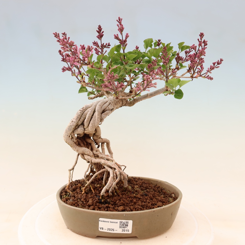 Bonsai voor buiten - Syringa microphylla - kleinbloemige sering