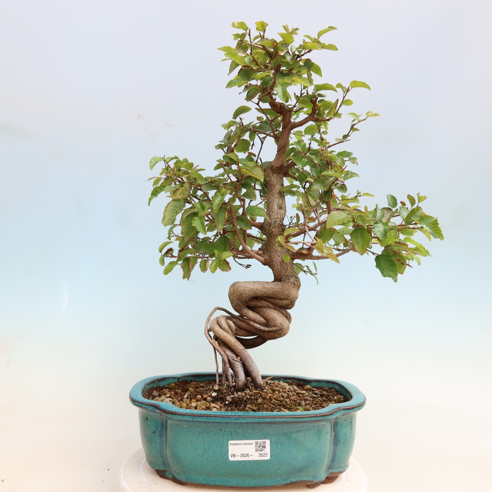 Bonsai voor buiten -Carpinus CARPINOIDES - Koreaanse haagbeuk