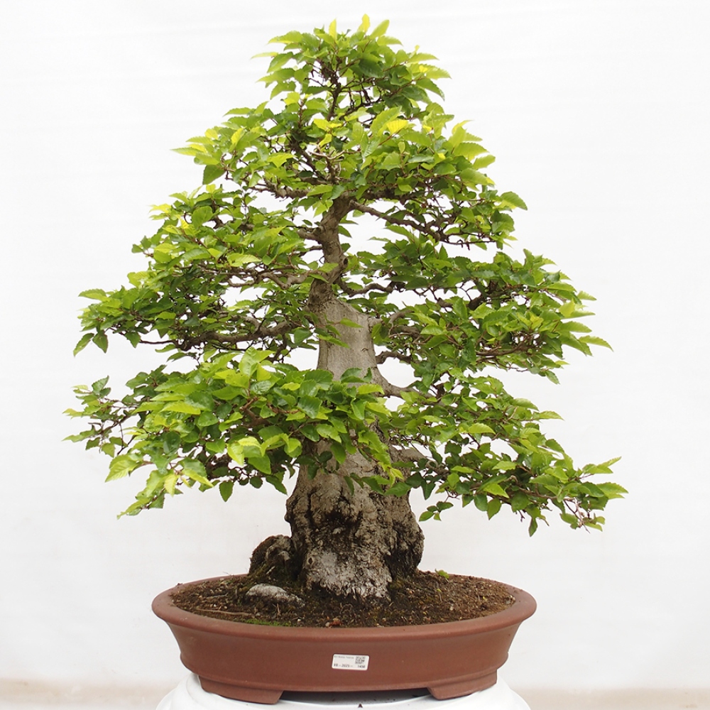 Bonsai voor buiten -Carpinus CARPINOIDES - Koreaanse haagbeuk