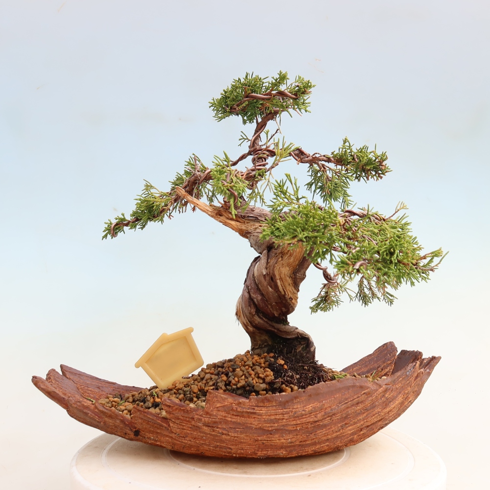 Bonsai voor buiten - Juniperus chinensis Itoigawa-Juniperus chinensis