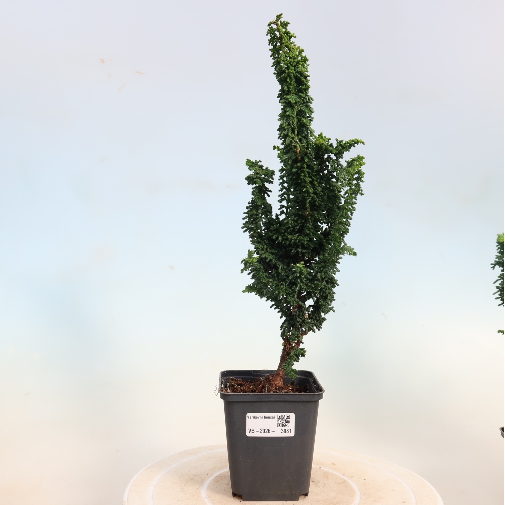 Bonsai voor buiten - Cham. obtusa SEKKA HINOKI - Cipres