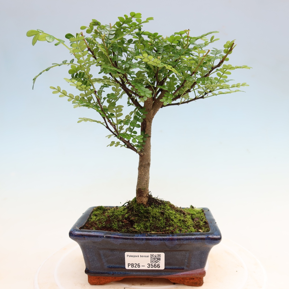 Kamerbonsai - Zantoxylum piperitum - peperboom