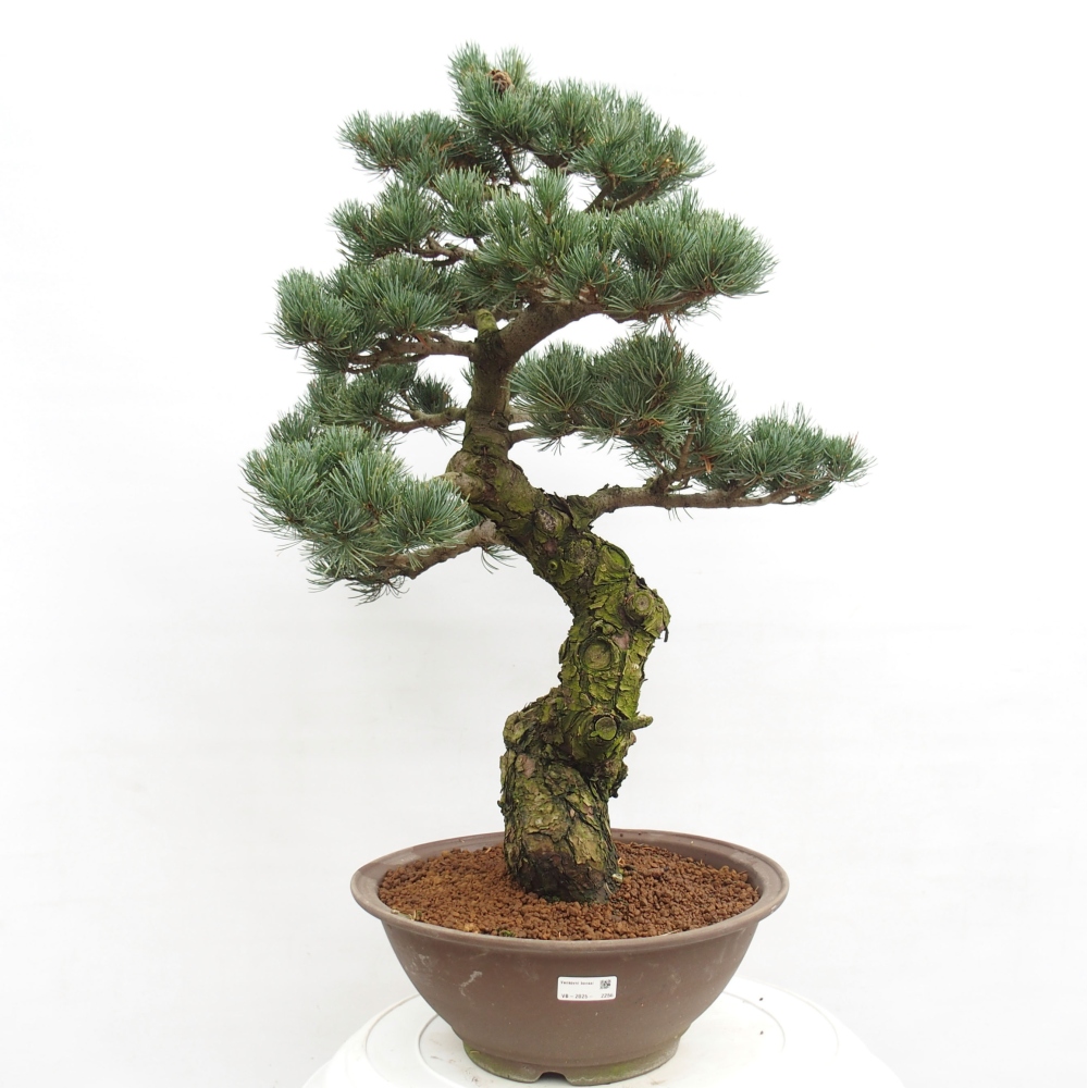 Bonsai voor buiten - Pinus parviflora - Pinus parviflora