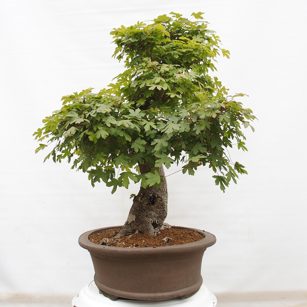 Bonsai voor buiten - Franse esdoorn - Acer Nonspessulanum