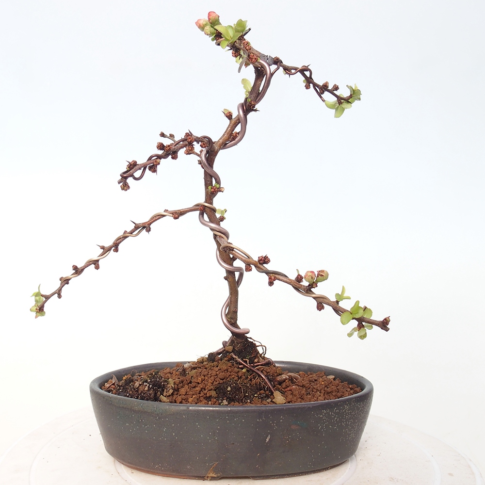 Bonsai voor buiten - Chaneomeles s. Red Joy - Kweepeer