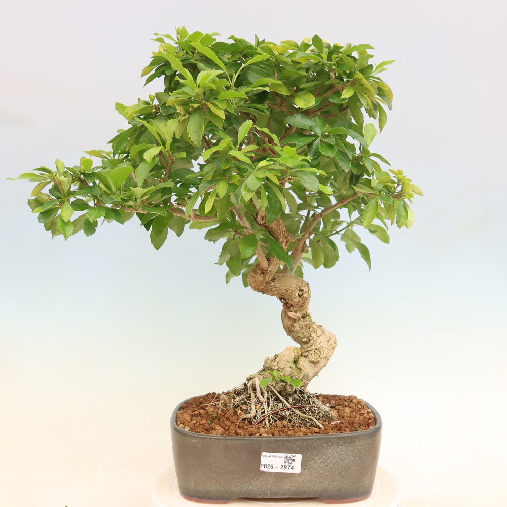 Kamerbonsai - Duranta erecta Aurea