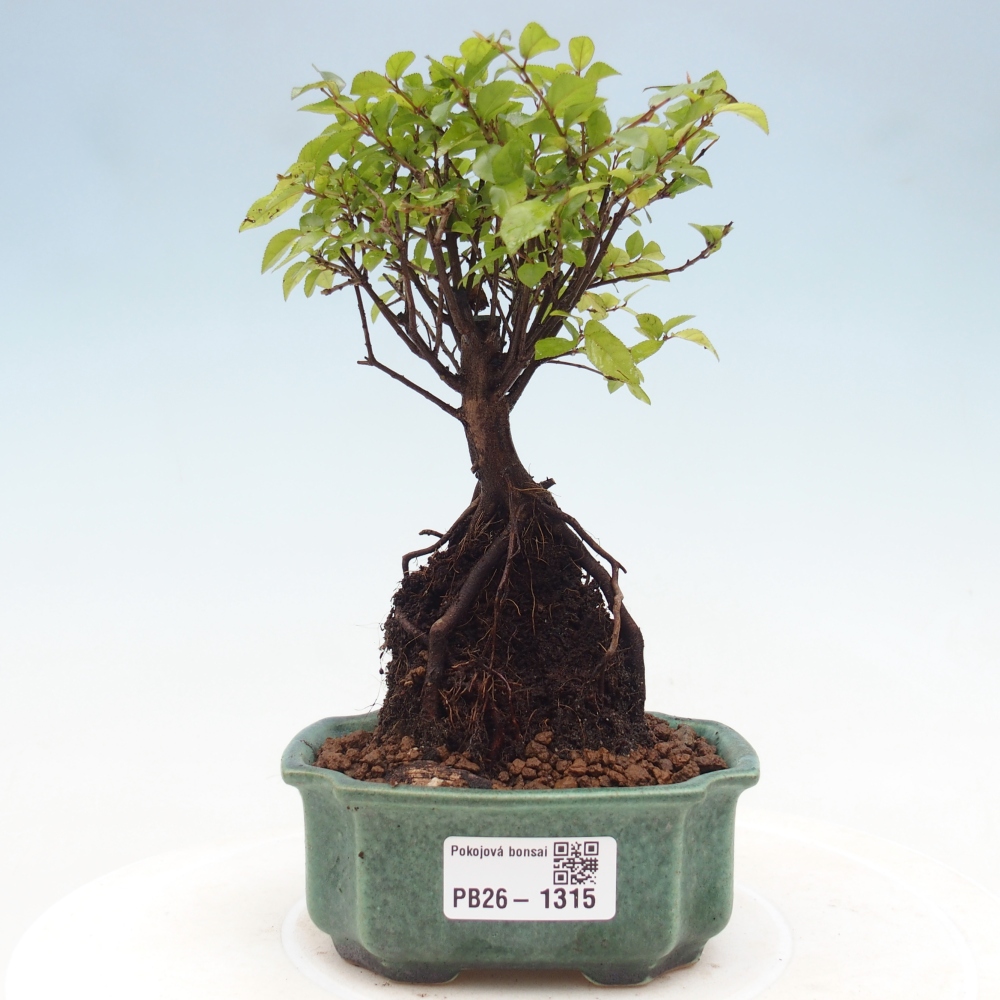 Kamerbonsai - Sageretia thea - Sageretia thea